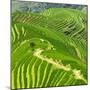 China 10MKm2 Collection - Rice Terraces - Longsheng Ping'an - Guangxi-Philippe Hugonnard-Mounted Photographic Print