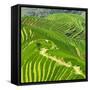 China 10MKm2 Collection - Rice Terraces - Longsheng Ping'an - Guangxi-Philippe Hugonnard-Framed Stretched Canvas