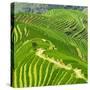 China 10MKm2 Collection - Rice Terraces - Longsheng Ping'an - Guangxi-Philippe Hugonnard-Stretched Canvas