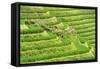 China 10MKm2 Collection - Rice Terraces - Longsheng Ping'an - Guangxi-Philippe Hugonnard-Framed Stretched Canvas