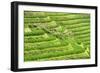 China 10MKm2 Collection - Rice Terraces - Longsheng Ping'an - Guangxi-Philippe Hugonnard-Framed Photographic Print