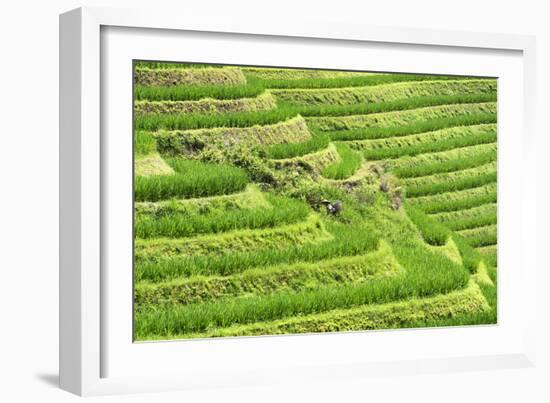 China 10MKm2 Collection - Rice Terraces - Longsheng Ping'an - Guangxi-Philippe Hugonnard-Framed Photographic Print