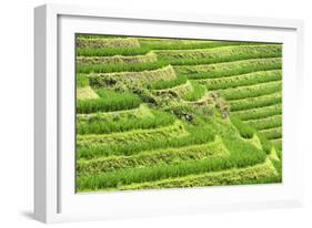 China 10MKm2 Collection - Rice Terraces - Longsheng Ping'an - Guangxi-Philippe Hugonnard-Framed Photographic Print