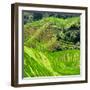 China 10MKm2 Collection - Rice Terraces - Longsheng Ping'an - Guangxi-Philippe Hugonnard-Framed Photographic Print