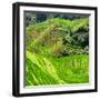 China 10MKm2 Collection - Rice Terraces - Longsheng Ping'an - Guangxi-Philippe Hugonnard-Framed Photographic Print