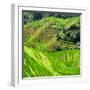 China 10MKm2 Collection - Rice Terraces - Longsheng Ping'an - Guangxi-Philippe Hugonnard-Framed Photographic Print