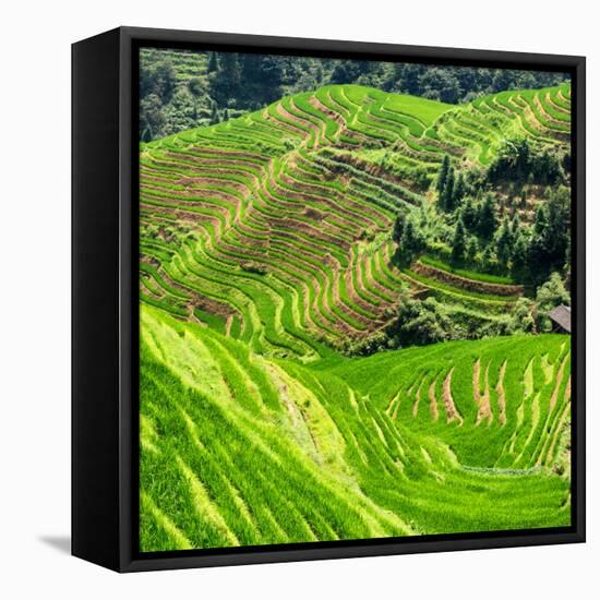 China 10MKm2 Collection - Rice Terraces - Longsheng Ping'an - Guangxi-Philippe Hugonnard-Framed Stretched Canvas