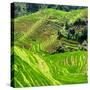 China 10MKm2 Collection - Rice Terraces - Longsheng Ping'an - Guangxi-Philippe Hugonnard-Stretched Canvas