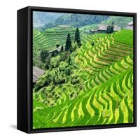 China 10MKm2 Collection - Rice Terraces - Longsheng Ping'an - Guangxi-Philippe Hugonnard-Framed Stretched Canvas