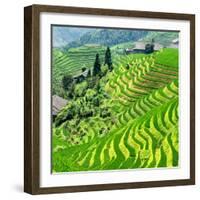 China 10MKm2 Collection - Rice Terraces - Longsheng Ping'an - Guangxi-Philippe Hugonnard-Framed Photographic Print