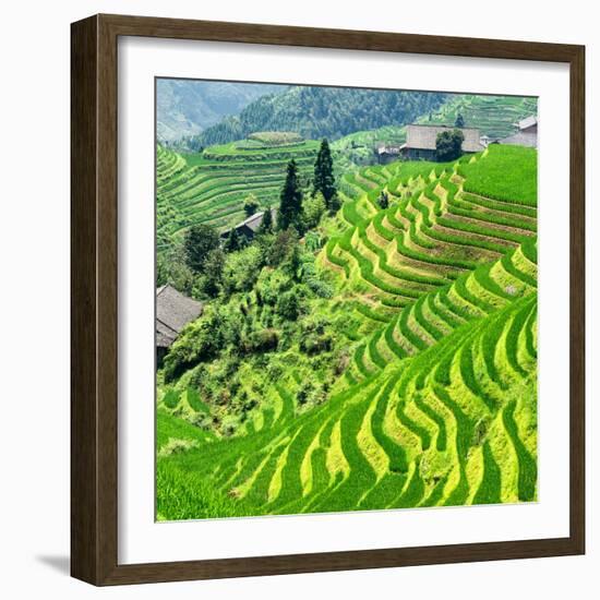 China 10MKm2 Collection - Rice Terraces - Longsheng Ping'an - Guangxi-Philippe Hugonnard-Framed Photographic Print