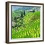 China 10MKm2 Collection - Rice Terraces - Longsheng Ping'an - Guangxi-Philippe Hugonnard-Framed Photographic Print