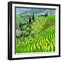 China 10MKm2 Collection - Rice Terraces - Longsheng Ping'an - Guangxi-Philippe Hugonnard-Framed Photographic Print