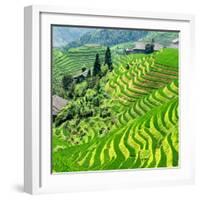 China 10MKm2 Collection - Rice Terraces - Longsheng Ping'an - Guangxi-Philippe Hugonnard-Framed Photographic Print