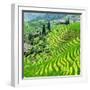 China 10MKm2 Collection - Rice Terraces - Longsheng Ping'an - Guangxi-Philippe Hugonnard-Framed Photographic Print