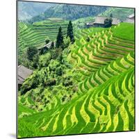 China 10MKm2 Collection - Rice Terraces - Longsheng Ping'an - Guangxi-Philippe Hugonnard-Mounted Photographic Print