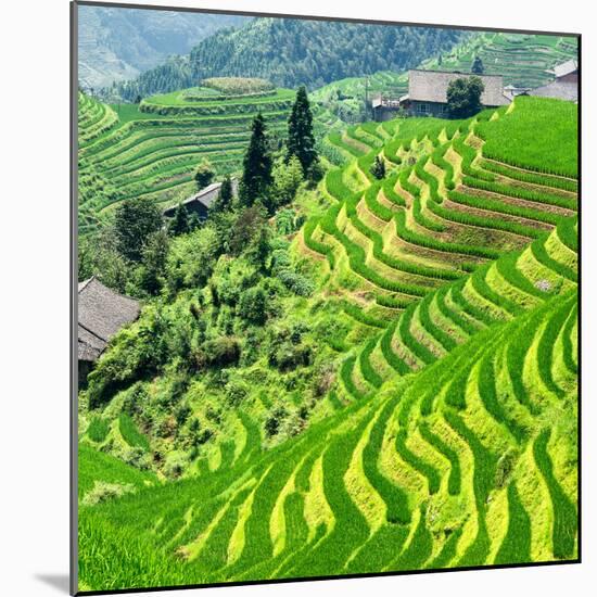 China 10MKm2 Collection - Rice Terraces - Longsheng Ping'an - Guangxi-Philippe Hugonnard-Mounted Photographic Print