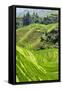 China 10MKm2 Collection - Rice Terraces - Longsheng Ping'an - Guangxi-Philippe Hugonnard-Framed Stretched Canvas