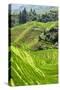 China 10MKm2 Collection - Rice Terraces - Longsheng Ping'an - Guangxi-Philippe Hugonnard-Stretched Canvas