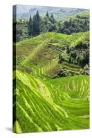 China 10MKm2 Collection - Rice Terraces - Longsheng Ping'an - Guangxi-Philippe Hugonnard-Stretched Canvas