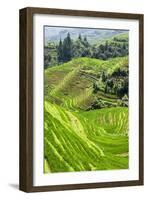 China 10MKm2 Collection - Rice Terraces - Longsheng Ping'an - Guangxi-Philippe Hugonnard-Framed Photographic Print