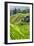 China 10MKm2 Collection - Rice Terraces - Longsheng Ping'an - Guangxi-Philippe Hugonnard-Framed Photographic Print