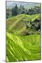 China 10MKm2 Collection - Rice Terraces - Longsheng Ping'an - Guangxi-Philippe Hugonnard-Mounted Photographic Print