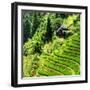 China 10MKm2 Collection - Rice Terraces - Longsheng Ping'an - Guangxi-Philippe Hugonnard-Framed Photographic Print