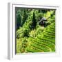 China 10MKm2 Collection - Rice Terraces - Longsheng Ping'an - Guangxi-Philippe Hugonnard-Framed Photographic Print