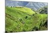 China 10MKm2 Collection - Rice Terraces - Longsheng Ping'an - Guangxi-Philippe Hugonnard-Mounted Photographic Print