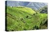 China 10MKm2 Collection - Rice Terraces - Longsheng Ping'an - Guangxi-Philippe Hugonnard-Stretched Canvas