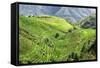 China 10MKm2 Collection - Rice Terraces - Longsheng Ping'an - Guangxi-Philippe Hugonnard-Framed Stretched Canvas