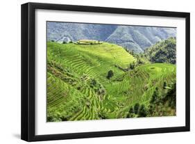 China 10MKm2 Collection - Rice Terraces - Longsheng Ping'an - Guangxi-Philippe Hugonnard-Framed Photographic Print