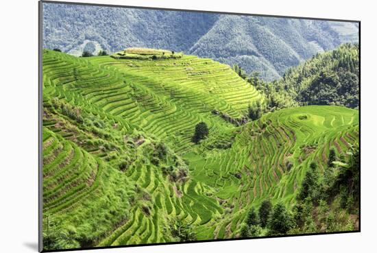 China 10MKm2 Collection - Rice Terraces - Longsheng Ping'an - Guangxi-Philippe Hugonnard-Mounted Photographic Print