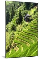 China 10MKm2 Collection - Rice Terraces - Longsheng Ping'an - Guangxi-Philippe Hugonnard-Mounted Photographic Print