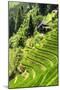 China 10MKm2 Collection - Rice Terraces - Longsheng Ping'an - Guangxi-Philippe Hugonnard-Mounted Photographic Print