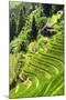 China 10MKm2 Collection - Rice Terraces - Longsheng Ping'an - Guangxi-Philippe Hugonnard-Mounted Photographic Print