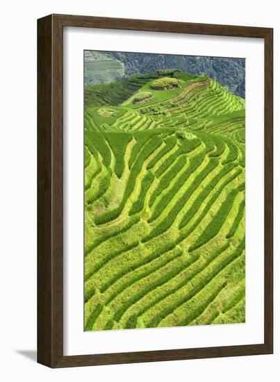 China 10MKm2 Collection - Rice Terraces - Longsheng Ping'an - Guangxi-Philippe Hugonnard-Framed Photographic Print