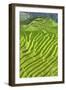 China 10MKm2 Collection - Rice Terraces - Longsheng Ping'an - Guangxi-Philippe Hugonnard-Framed Photographic Print