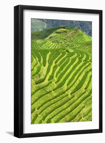 China 10MKm2 Collection - Rice Terraces - Longsheng Ping'an - Guangxi-Philippe Hugonnard-Framed Photographic Print