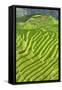 China 10MKm2 Collection - Rice Terraces - Longsheng Ping'an - Guangxi-Philippe Hugonnard-Framed Stretched Canvas