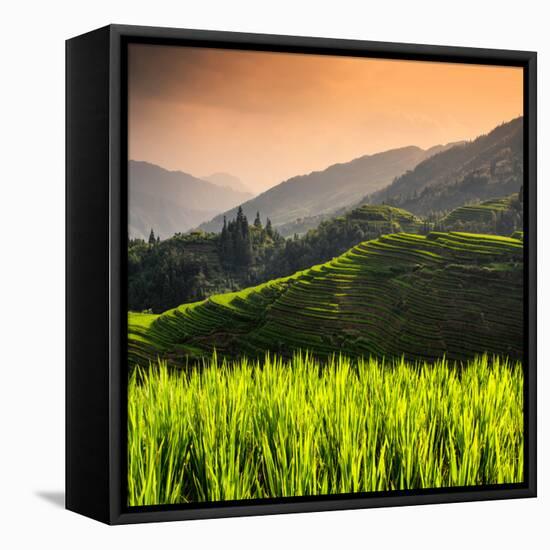 China 10MKm2 Collection - Rice Terraces - Longsheng Ping'an - Guangxi-Philippe Hugonnard-Framed Stretched Canvas