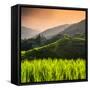 China 10MKm2 Collection - Rice Terraces - Longsheng Ping'an - Guangxi-Philippe Hugonnard-Framed Stretched Canvas