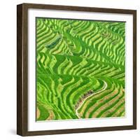 China 10MKm2 Collection - Rice Terraces - Longsheng Ping'an - Guangxi-Philippe Hugonnard-Framed Photographic Print