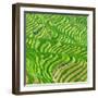 China 10MKm2 Collection - Rice Terraces - Longsheng Ping'an - Guangxi-Philippe Hugonnard-Framed Photographic Print