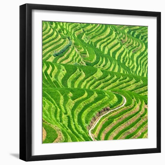 China 10MKm2 Collection - Rice Terraces - Longsheng Ping'an - Guangxi-Philippe Hugonnard-Framed Photographic Print