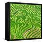 China 10MKm2 Collection - Rice Terraces - Longsheng Ping'an - Guangxi-Philippe Hugonnard-Framed Stretched Canvas