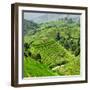 China 10MKm2 Collection - Rice Terraces - Longsheng Ping'an - Guangxi-Philippe Hugonnard-Framed Photographic Print