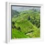 China 10MKm2 Collection - Rice Terraces - Longsheng Ping'an - Guangxi-Philippe Hugonnard-Framed Photographic Print