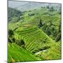 China 10MKm2 Collection - Rice Terraces - Longsheng Ping'an - Guangxi-Philippe Hugonnard-Mounted Photographic Print